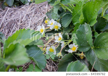 草莓栽培 64599782