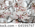 Snow on Yoshino cherry trees 64599797