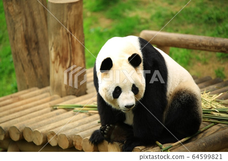 Everland, safari 64599821