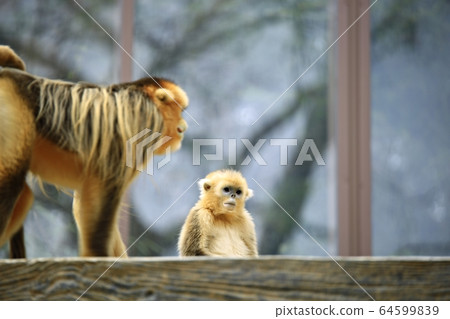 動物園，愛寶樂園 64599839