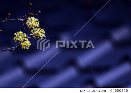 全羅南道求禮郡Sansuyu村的景觀 64600236