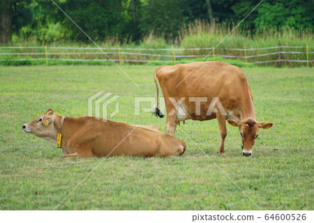 澤西牛 澤西牛 64600526