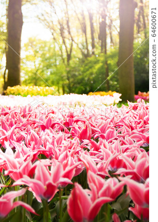 View at beautiful Keukenhof park flower lawns View at beautiful Keukenhof park flower lawns 64600671