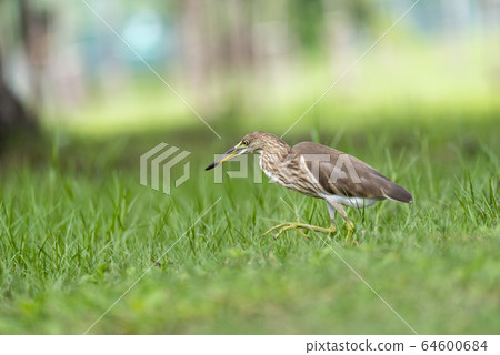 Chinese pond heron / Ardeola bacchus on the lawn in the park. 64600684