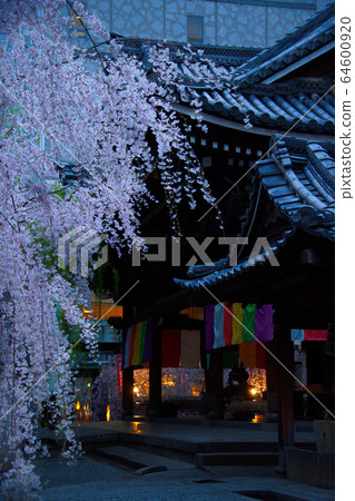 Rokkakudo Chohoji 2020 Sakura 64600920