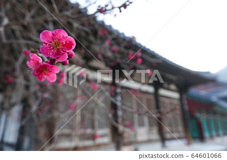 全羅南道求禮郡吉里山市花蓮寺紅梅花 全羅南道求禮郡吉里山市花蓮寺紅梅花 64601066