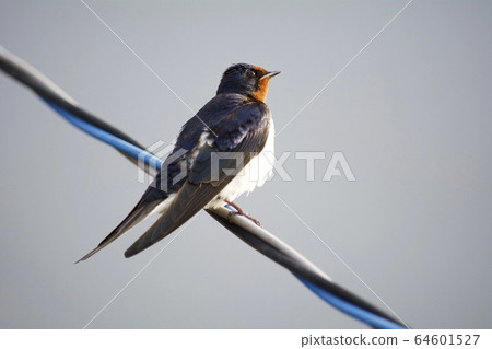 Swallows bathing in the sunset 64601527