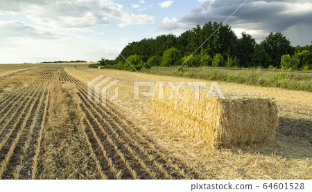 A Haystack field agricultural crop and wheat 64601528