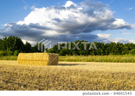 A Haystack field agricultural crop and wheat A Haystack field agricultural crop and wheat 64601543