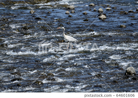 野生鳥鷺多摩河 64601606