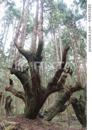 Itadori Village 21st Century Forest Cedar Itadori Village 21st Century Forest Cedar 64601680