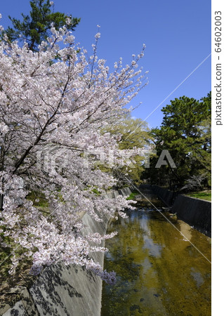 西宮櫻花著名的神社綠洲路 64602003