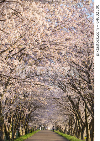 Row of cherry trees 2020 in Takagiki River 64602300