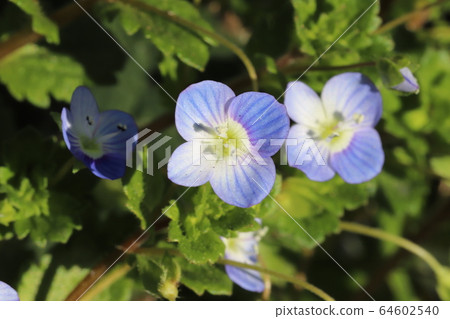 藍花 藍花 64602540