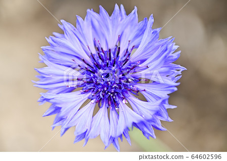 Yagurumagiku 64602596