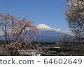 富士和櫻花 64602649