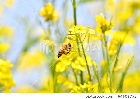 Bee on a rapeseed 64602752