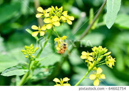 Bee on a rapeseed 64602754