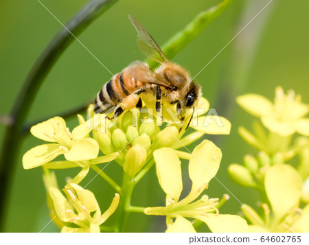 Bee on a rapeseed Bee on a rapeseed 64602765