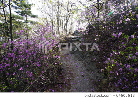 北漢山，國家公園，春天 64603618