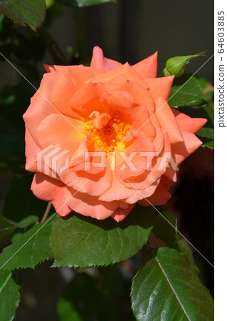 Westerland Rose Westerland Rose 64603885