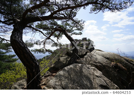 Bukhansan. National Park. Spring Flowers 64604253