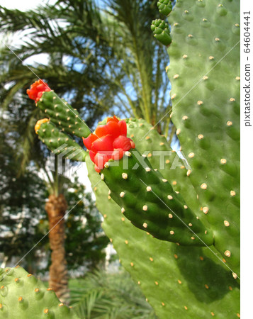 Cactus plants with bright red flower Cactus plants with bright red flower 64604441