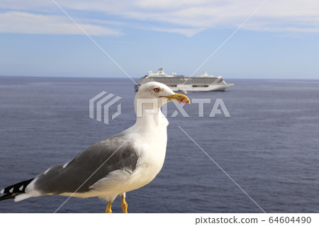 Beautiful mediterranean gull standing against the sea 64604490