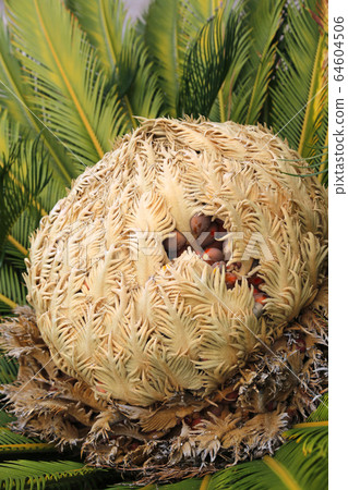 Cone with fruits of female cycas revoluta 64604506