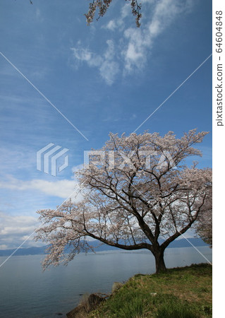 琵琶湖的櫻花 64604848