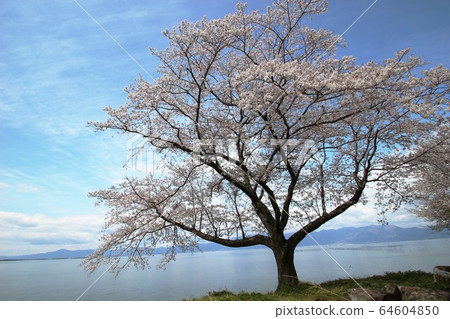 Cherry blossoms of Lake Biwa Cherry blossoms of Lake Biwa 64604850