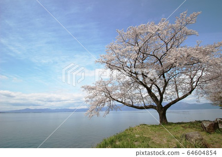 Cherry blossoms of Lake Biwa Cherry blossoms of Lake Biwa 64604854