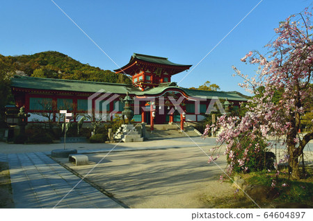 Weeping cherry tree at Hofu Tenmangu 64604897