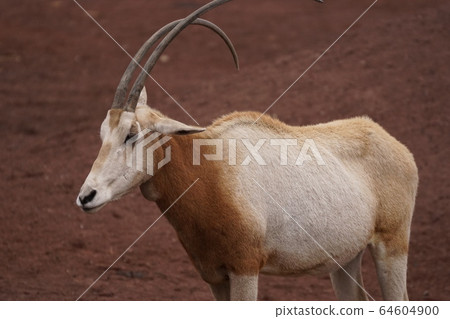 Colo Orix 40 Colo Orix 40 64604900