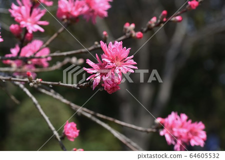 Chrysanthemum Chrysanthemum 64605532