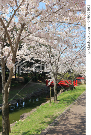 Kotobashi Park, the cherry blossoms in full bloom Kotobashi Park, the cherry blossoms in full bloom 64605602