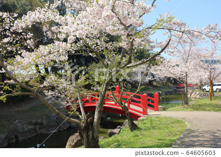Kotobashi Park, the cherry blossoms in full bloom Kotobashi Park, the cherry blossoms in full bloom 64605603