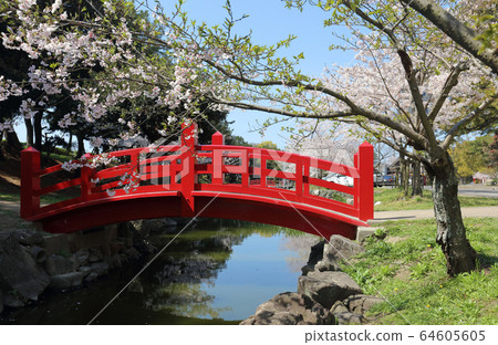 Kotobashi Park, the cherry blossoms in full bloom Kotobashi Park, the cherry blossoms in full bloom 64605605