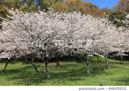 Cherry blossoms in Kotobumi Park Cherry blossoms in Kotobumi Park 64605610