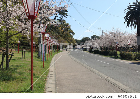 Cherry blossoms in Kotobumi Park Cherry blossoms in Kotobumi Park 64605611