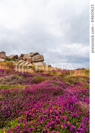 Beautiful meadow with pink flowers in a rocky landscape Beautiful meadow with pink flowers in a rocky landscape 64605625