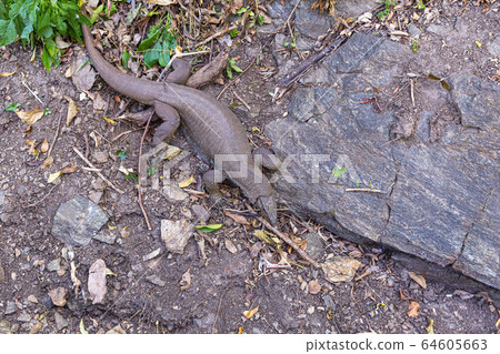 Water monitor lizard - Varanus salvator - in Sri Lanka Water monitor lizard - Varanus salvator - in Sri Lanka 64605663