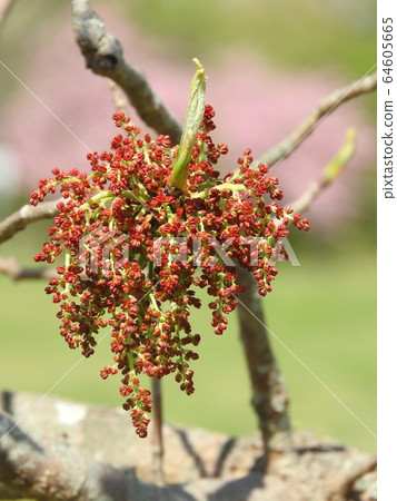 綠樹花 64605665