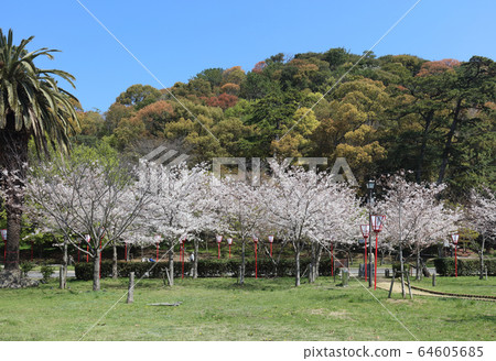 琴富公園的櫻花 琴富公園的櫻花 64605685