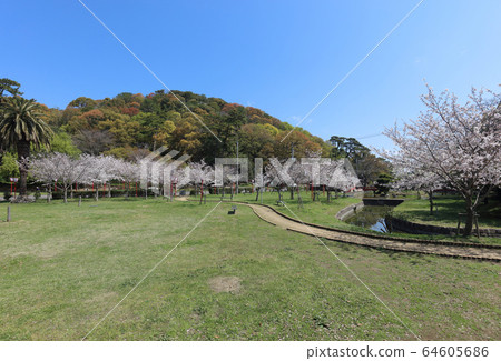 Kotonbumi公園的駒根山和櫻花 Kotonbumi公園的駒根山和櫻花 64605686