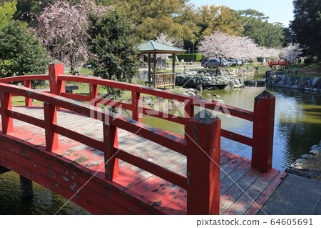 櫻花盛開的江東子彈公園,琴橋池塘 櫻花盛開的江東子彈公園,琴橋池塘 64605691