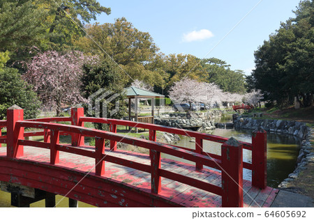 櫻花盛開的江東子彈公園，琴橋池塘 64605692