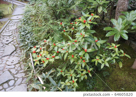 Wolong Mountain Villa in autumn colors Wolong Mountain Villa in autumn colors 64605820