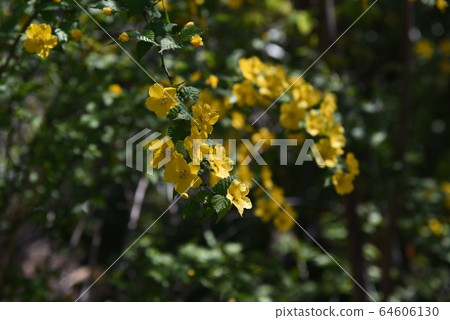 Yamaboki flowers 64606130