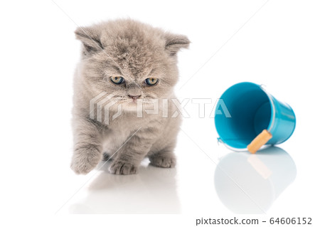 Lop-eared British kitten playing with a bucket on a white background. Lop-eared British kitten playing with a bucket on a white background. 64606152